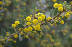 Acacia brachybotrya