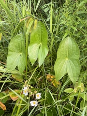 Sagittaria latifolia