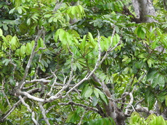 Protium fragrans