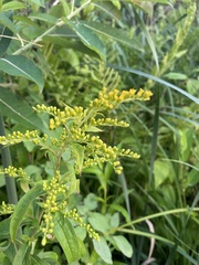 Solidago juncea