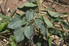 Datura innoxia