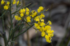 Acacia spinescens