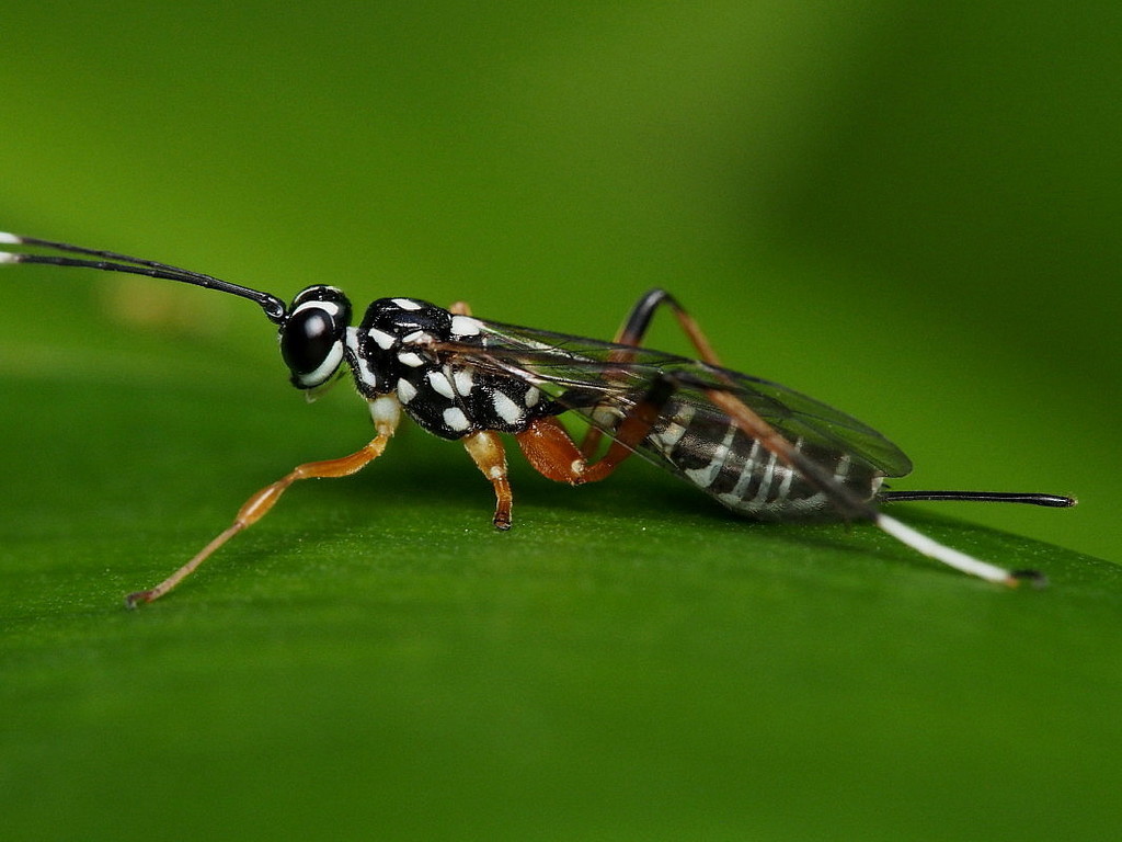 Lemon Tree Borer Parasitoid Wasp