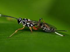 Lemon Tree Borer Parasitoid Wasp