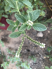 Heliotropium europaeum