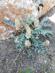 Astragalus lupulinus