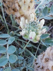 Astragalus lupulinus