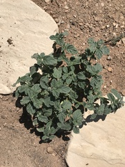 Heliotropium europaeum