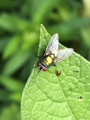 Lucilia sericata
