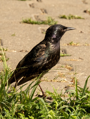 Sturnus vulgaris