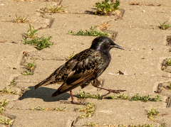 Sturnus vulgaris