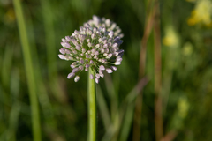 Allium angulosum