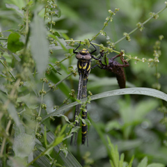 Anotogaster sieboldii