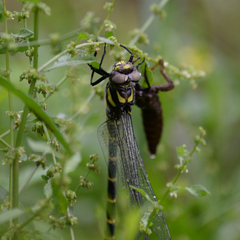 Anotogaster sieboldii