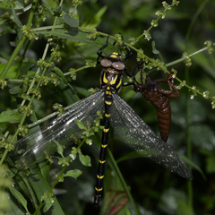 Anotogaster sieboldii