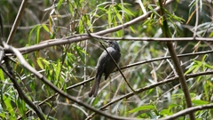 Hypsipetes amaurotis