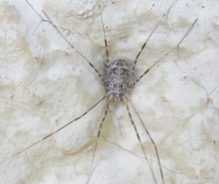 Opilio parietinus