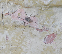 Opilio parietinus
