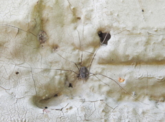 Opilio parietinus