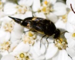 Variimorda villosa