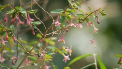 Lonicera gracilipes