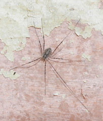 Opilio parietinus
