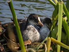 Fulica atra