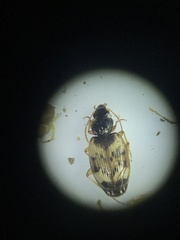 Tetragonoderus fasciatus