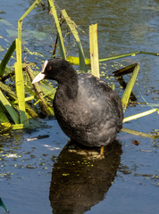Fulica atra