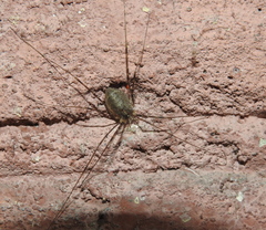 Opilio parietinus
