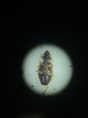 Tetragonoderus fasciatus