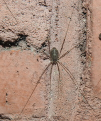 Opilio parietinus