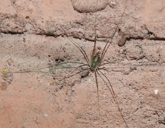 Opilio parietinus