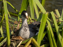 Fulica atra