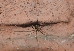 Opilio parietinus