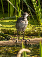 Fulica atra