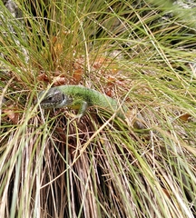 Lacerta viridis
