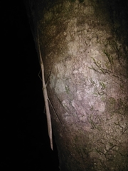 Sipyloidea larryi