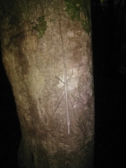 Sipyloidea larryi