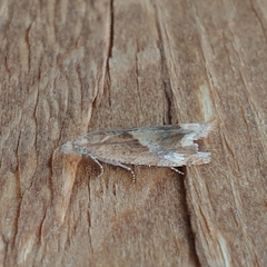 Eucosma conterminana