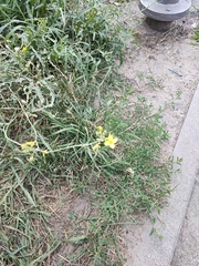 Diplotaxis tenuifolia