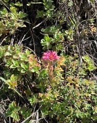 Sempervivum caucasicum
