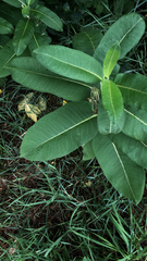 Asclepias syriaca