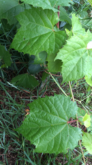 Vitis riparia