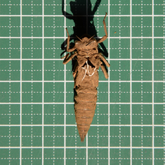 Anotogaster sieboldii