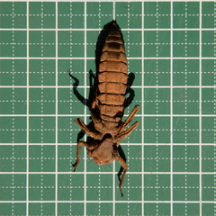 Anotogaster sieboldii