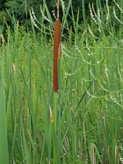Typha × glauca
