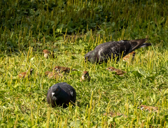 Columba livia domestica