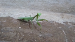 Mantidae