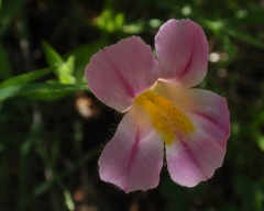 Erythranthe erubescens